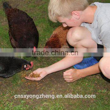 Dried Mealworm for Backyard Chicken With Good Price photo-6