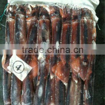 Frozen Stuff of Illex Squid photo-2