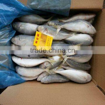 Frozen scad whole round frozen blue mackerel scad 6/8 pcs