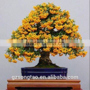 wholesale artificial orange bonsai tree for home decoration