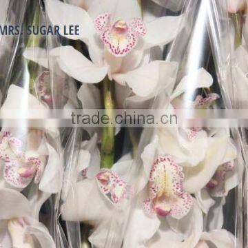 CYMBIDIUM MRS. SUGAR LEE