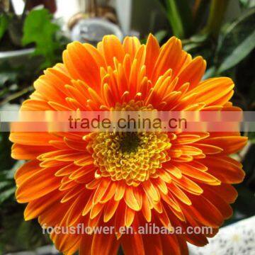 Best Hot fresh gerbera flower african gerbera flower heads golden sun for decoration From Yunnan China