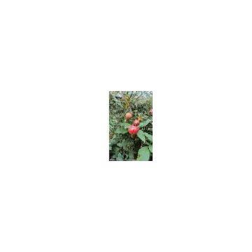 Pomogranate P.E.