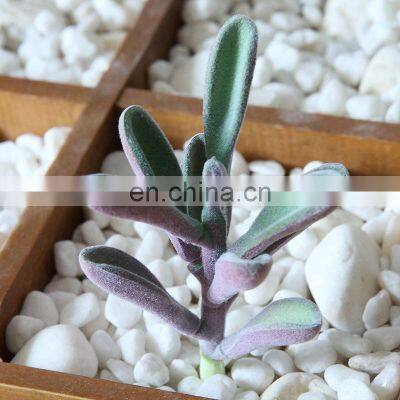 Flower Arrangement Accessories Fake Plastic Flower Decorcation Potted Flocking Artificial Succulent Plant Small Mini Plant
