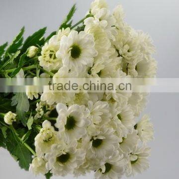 Gift Cheapest chrysanthemum of fresh flower