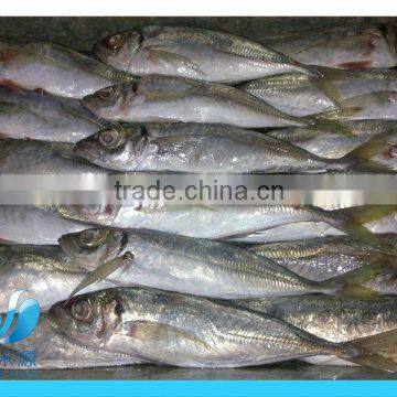 Fresh Frozen Horse Mackerel Fish