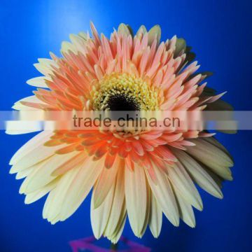 High quality flowers natural flowers gerbera wholesale fresh flowers