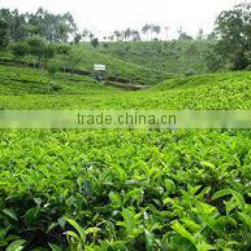 Suvimie Ceylon Uva Black Tea photo-4