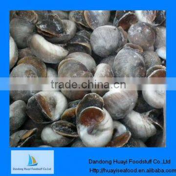 fresh tasty frozen adequate moon snail best supplier