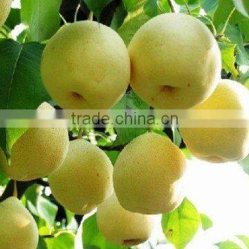 China Shandong Golden fresh pear 80cm