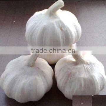 Chinese Green garlic