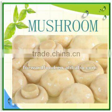 exotic trade of mushroom