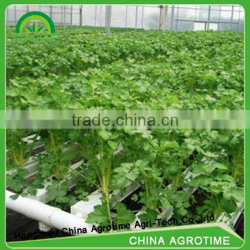 hot sale hydroponic system greenhouse /agricultural greenhouse for tomato