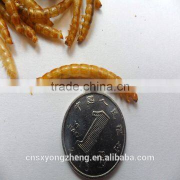 High Quality Wholesale Chicken Feed Dried Mealworms//bird Feed Mealworms photo-3