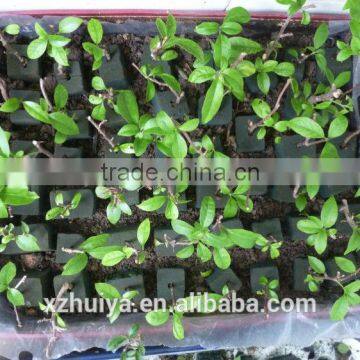 High Quality Reliable Floral Form for Flower Arrangments&wedding photo-3