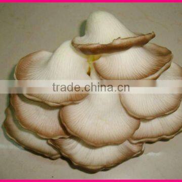 2011 New Design Most Popular Natural fruit and vegetable art and craft