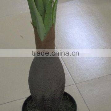 SJA07 Artificial Green Mini Palm Bonsai Plants for Sale photo-4