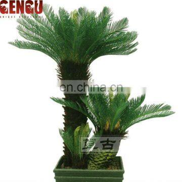 outdoor plants and trees cycas plant