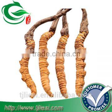 supply tibet cordyceps not extract