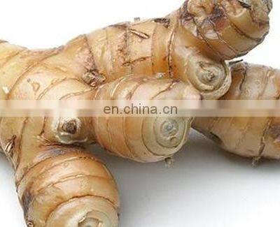 Fresh Galanga With Competitive Price Vietnam photo-2
