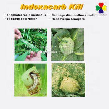 Highly Effective Pesticide for Kill Pest Indoxacarb Manufactures 30%wdg Good Price photo-3