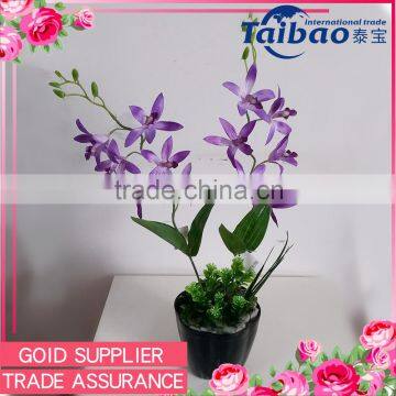 Alibaba online bulk sell cheap price single stem 6 heads purple flower crinum orchid