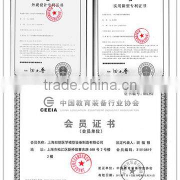 BIX-Y1024 12cm Ear Massage Model photo-5