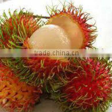 PREMIUM FRESH RAMBUTAN - HIGH QUALITY - BEST PRICE