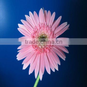 Fresh cut flowers good quality Gerbera wholesale