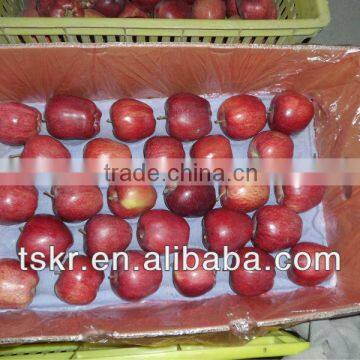 apples fresh red huaniu apple from china