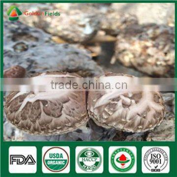 Organic Shiitake Fungus Whole Part Cap Stem Edibal Mushroom Lentinula Edodes photo-3