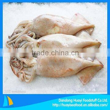 High quality frozen squid raw material