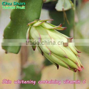 Taiwan Fresh Red Dragon Fruit for Sale photo-6