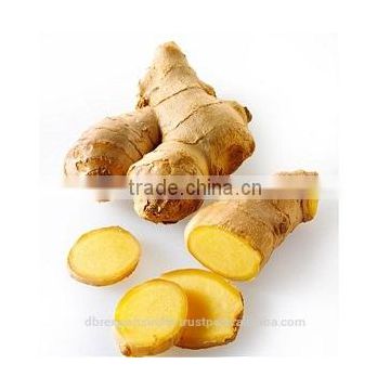 Ginger Oil (Co2) / Zingiber Officinale