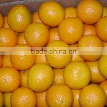 fresh navel orange