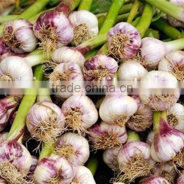 Garlic Peeling Belt Color Sorting Machine photo-2