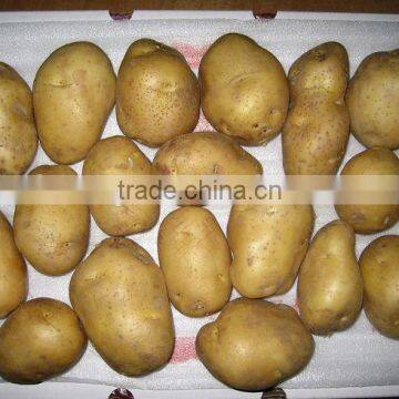 250g Fresh Potato 10kg Bag and Carton Packing photo-2