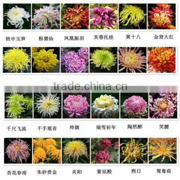 Chinese Beautiful Chrysanthemum Seeds For Growing All Varieties