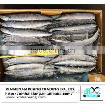 New Coming Frozen Pacific Saury