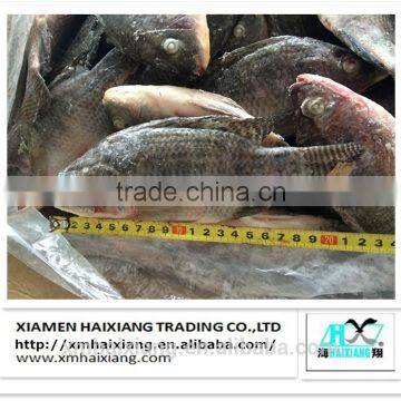 Frozen Tilapia Fish Buyer photo-4