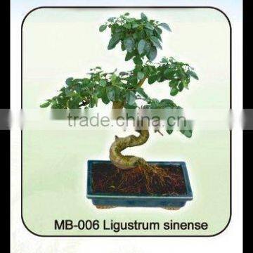 ligustrum sinense