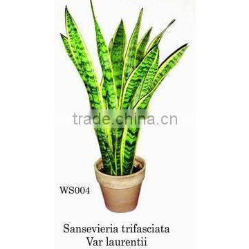 sansevieria plants nursery