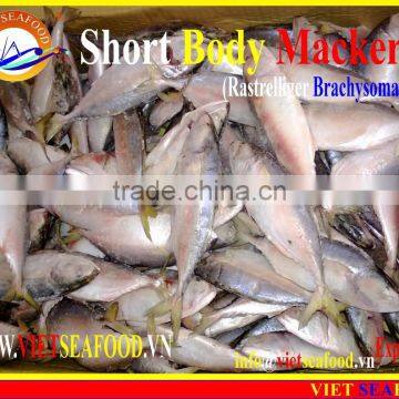 FROZEN SHORT BODY MACKEREL W/R photo-4