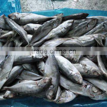 Light Catching Whole Round Scad/horse Mackerel to Export photo-2