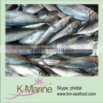 Frozen fish product horse mackerel whole round