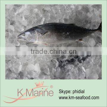 2015 Tuna Factory Supply Small Size Tuna Fish Halal photo-3