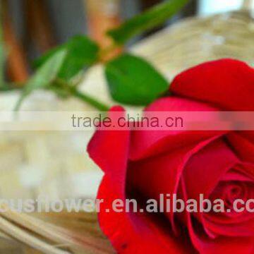 on line shopping fresh from kenya rose flower anthurium for banquets