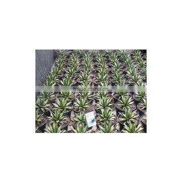 Agave Victoria Reginae Varigated
