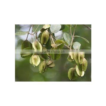 Terminalia Arjuna Bark photo-3