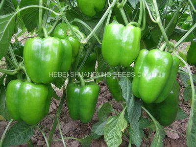 Factory Supply F1 Hybrid Green Bell Sweet Pepper Seeds